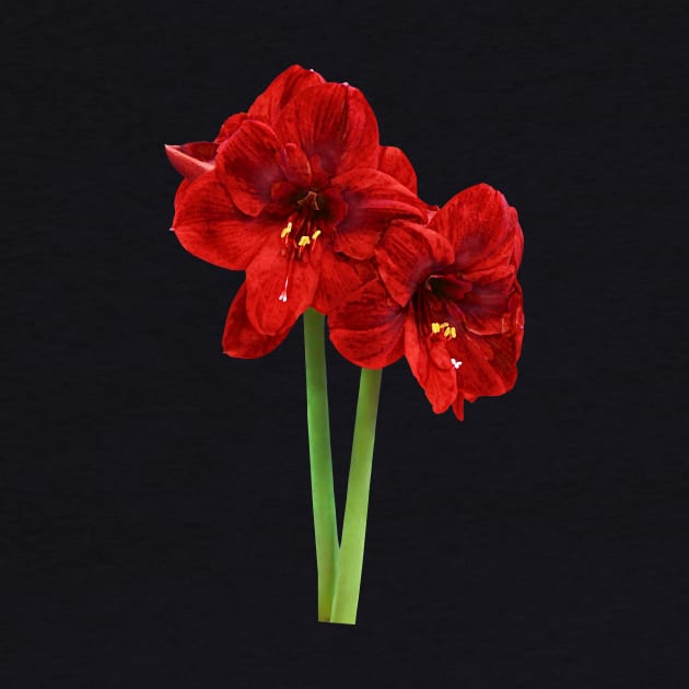 Pair of Red Amaryllis by SusanSavad